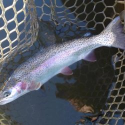 大安トラウトレイク釣果